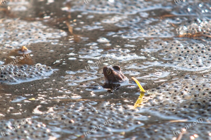 Frog Spawn Water Frog Spawn Egg