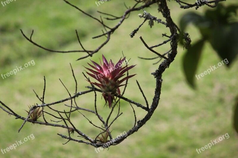 Plant Green Plant Parasite Free Photos