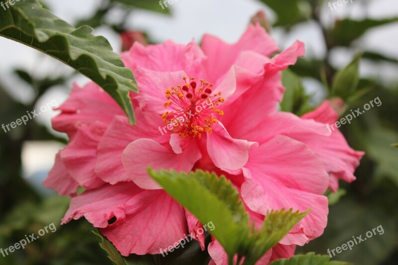 Hibiscus Flower Mallow Close Up Blossom