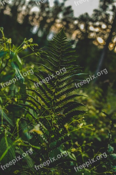 Green Forest Leaf Nature Forests