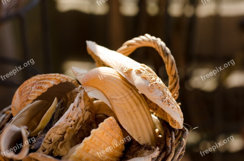 Mussels Basket Still Life Autumn Close Up