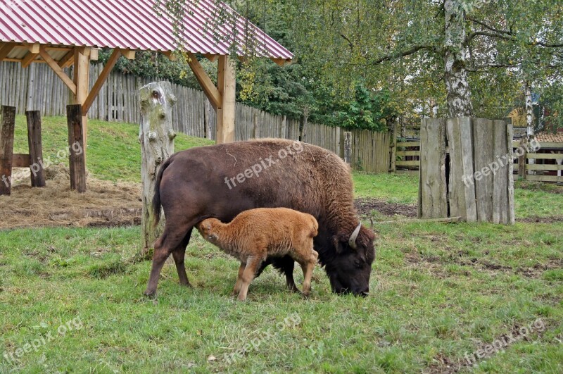 Bison Dam Young Animal Suckle Motherly Love