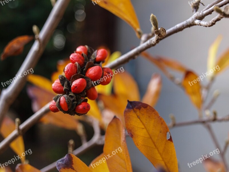 Magnolia Seed Plant Garden Fruit