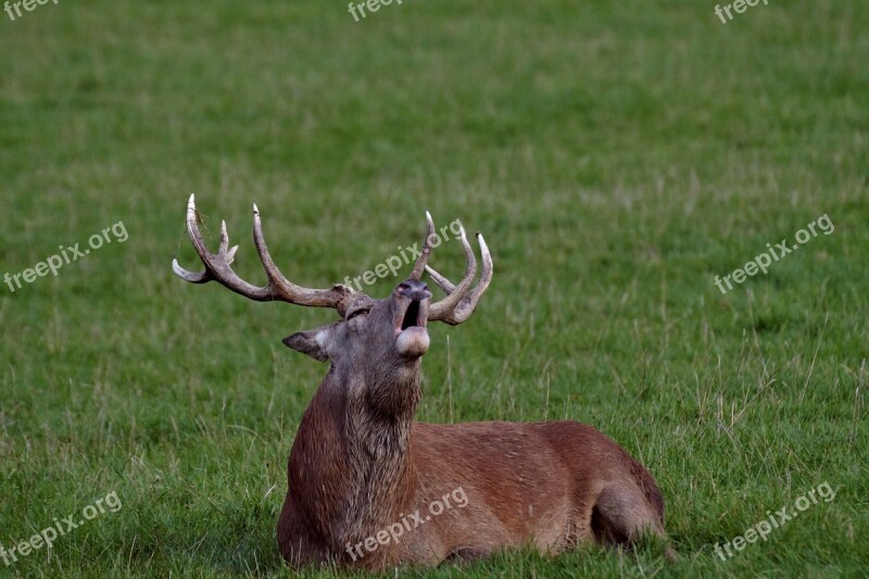 Deer Slab Rut Free Photos