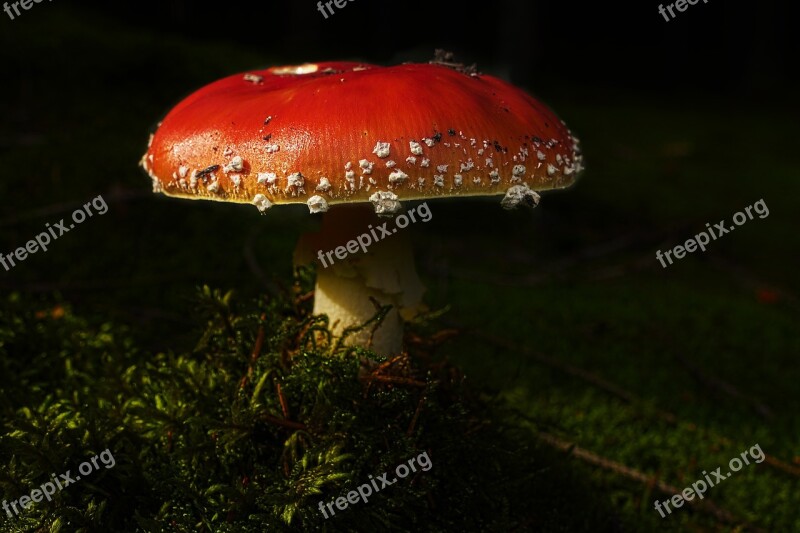 Mushroom Fly Agaric Forest Moss Amanita Muscaria