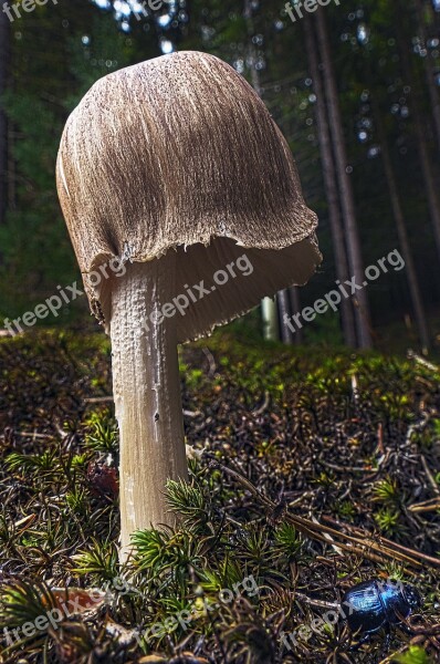 Mushroom Forest Moss Forest Floor Autumn Sun