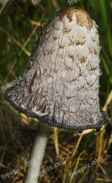 Mushroom Schopf Comatus Asparagus Mushroom Porcelain Comatus Tintenpilz