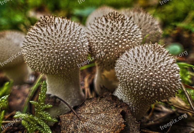 Mushroom Mushrooms Bottles Russulas Group Leaves