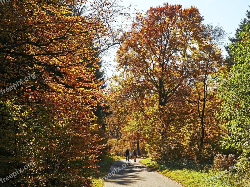 Autumn Forest Sauerland Walk Höhenweg Golden Autumn