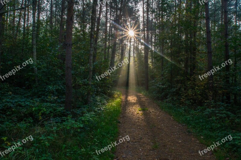 Sonnenstern Sunbeam Forest Path Trees Fall Foliage