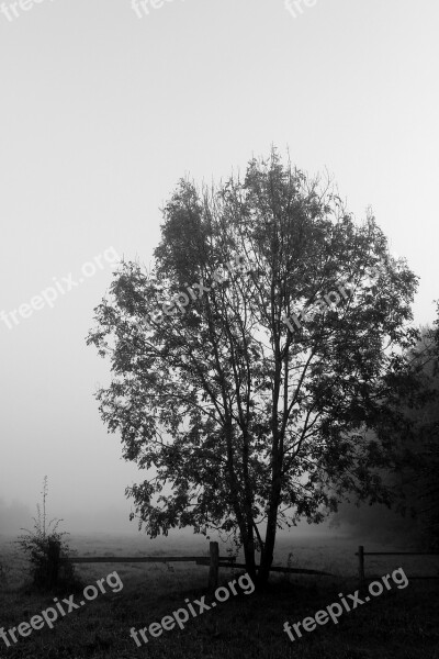 Tree Fog Black White Landscape Autumn