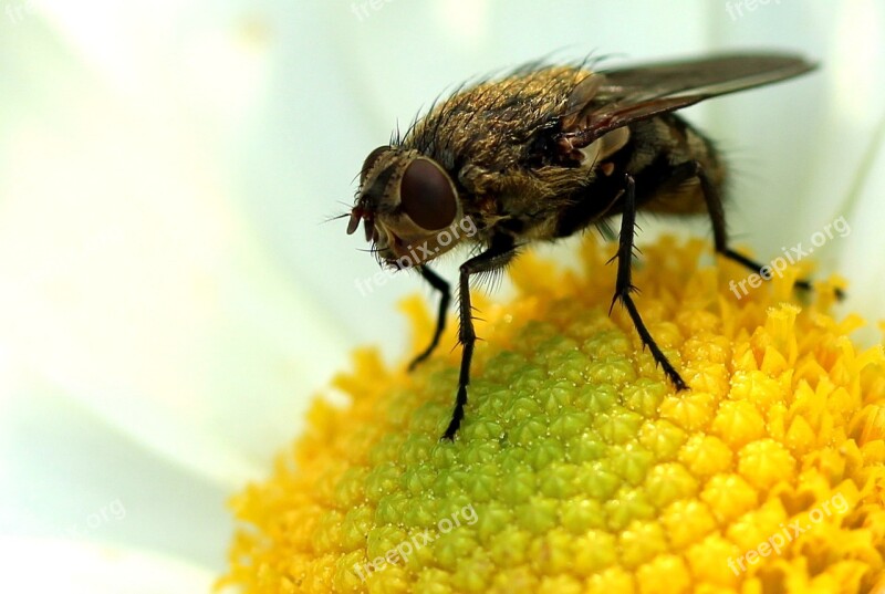 Fly Insect Close Up Macro Flight Insect