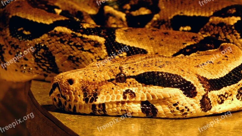 Hose Python Reptile Stains Pattern