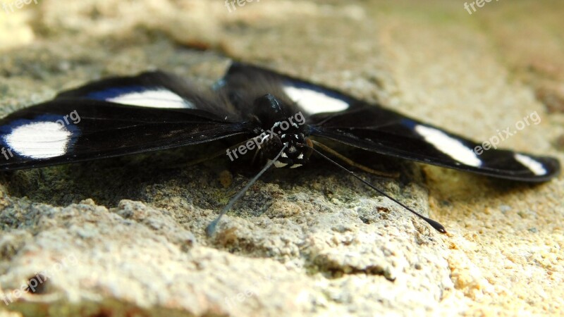 Butterfly Wings Bug Mirrored Black