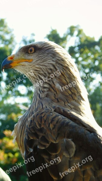 Bird Of Prey Bird Predator Nature Eye