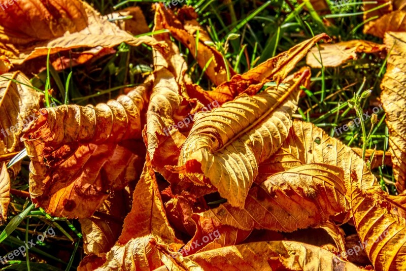 Leaves Fall Foliage Autumn Colorful Red