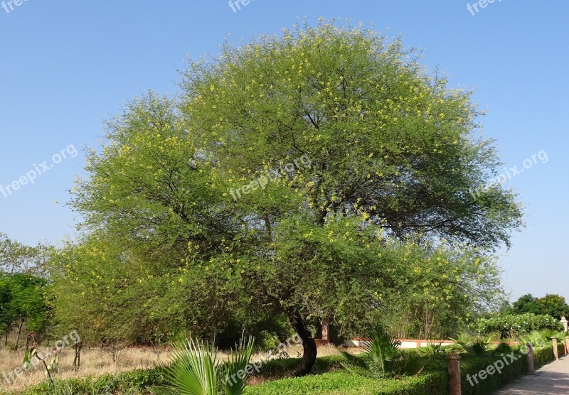 Babul Tree Acacia Nilotica Vachellia Nilotica Gum Arabic Tree