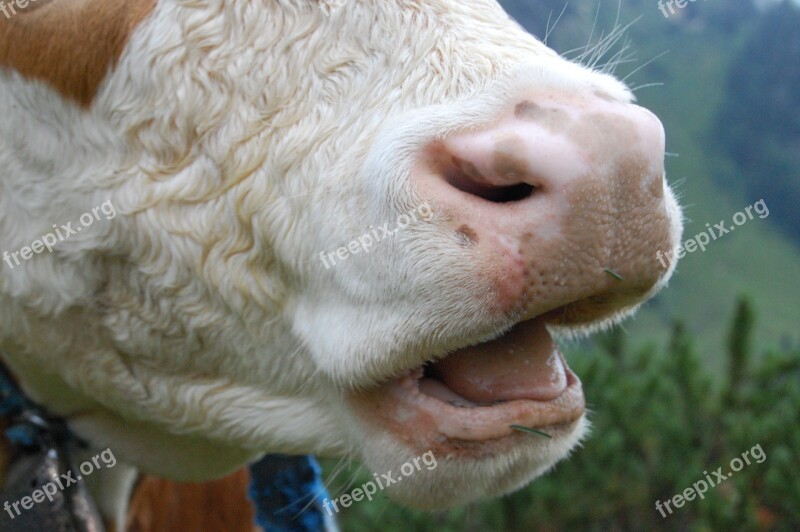 Cow Foot Cow-mouth Animal Close Up