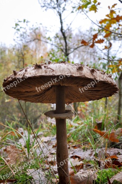 Mushroom Forest Nature Autumn Toxic