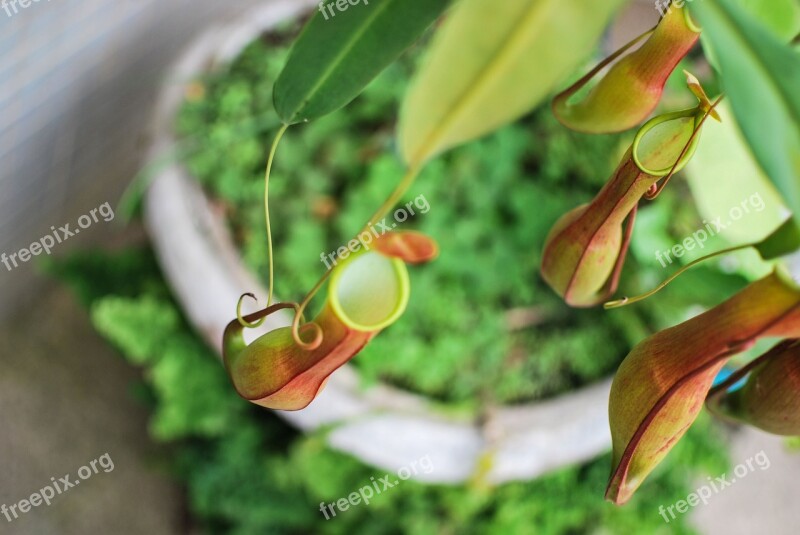 Garden Exotic Plant Plant Insetívora Exotic Nature