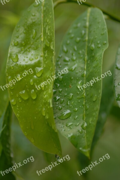 Leaves Water Drops Light Green Tlapa De Comonfort