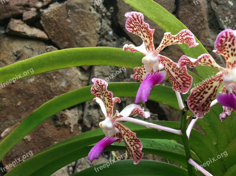 Orchid Flower Wild Nature Spring