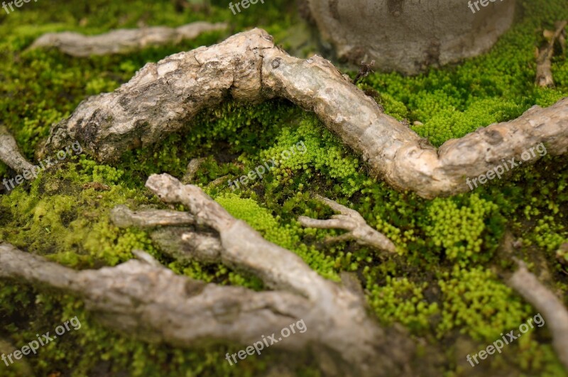 Natural Moss Green Tree Roots Free Photos