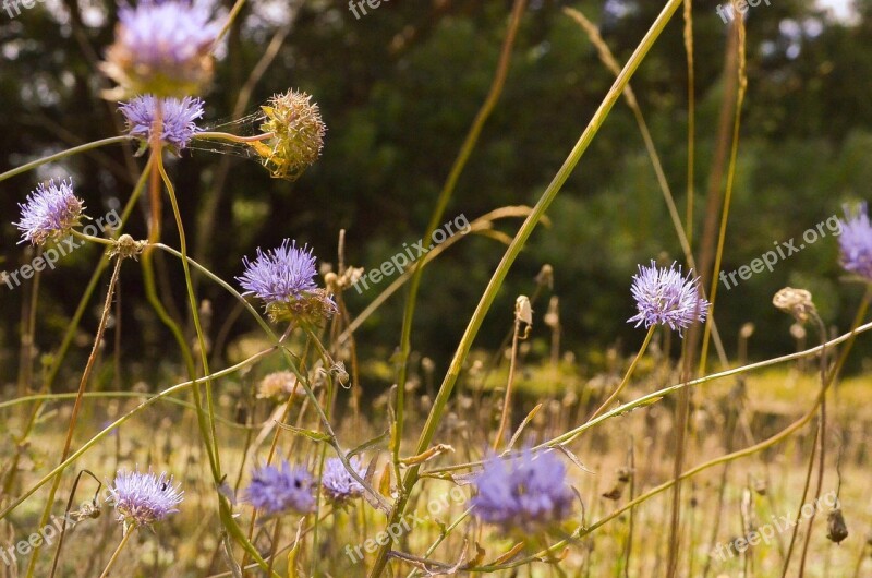 Ple Meadow Summer Nature Grass