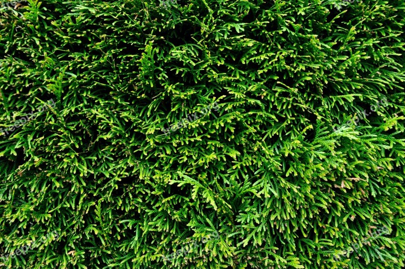 Hedge Bush Green Nature Plant