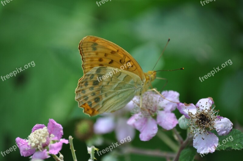 Montemonaco Butterfly Insects Flower Butterflies