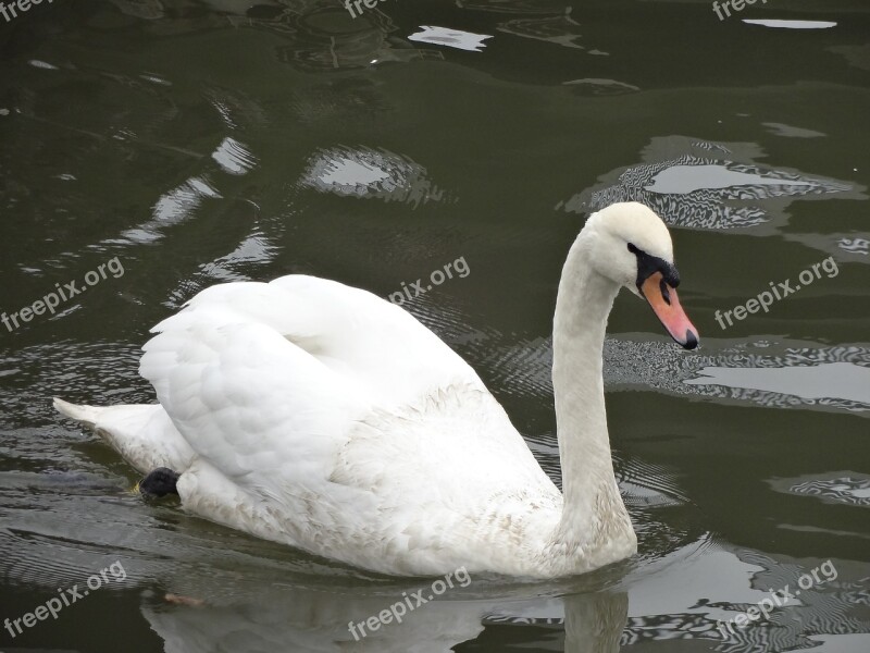 Swan Lake Nature Animal White