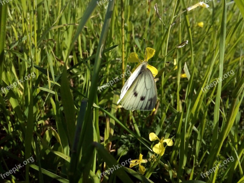 Cabbage Butterfly Butterfly White Summer Nature