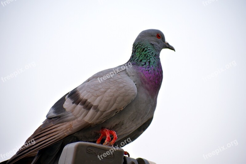 Feral Pigeon Green Neck Bird Rock Pigeon Free Photos