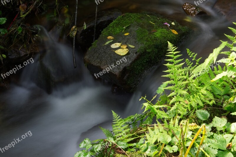 Water Fern Grass Nature Landscape