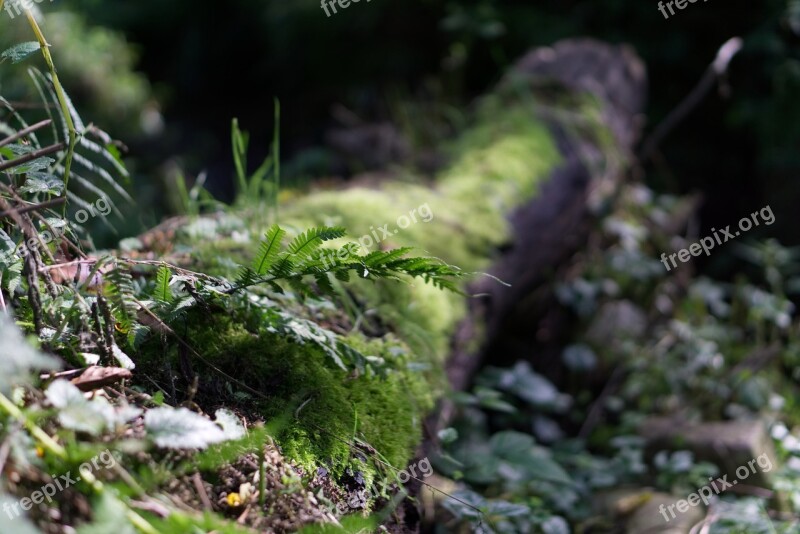 Fern Grass In The Green Mood Strains