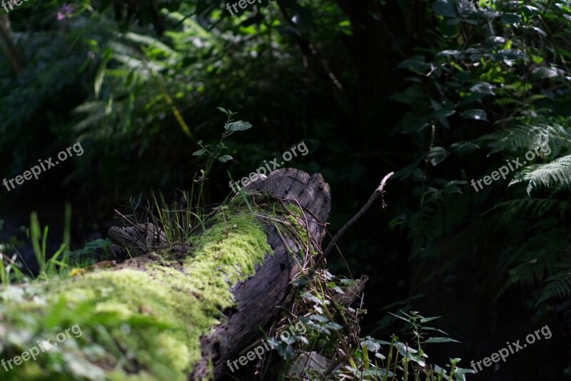 Log Bach Green Moss Wood