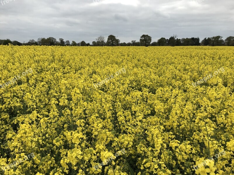 Rapeseed Field Ag Agriculture Free Photos