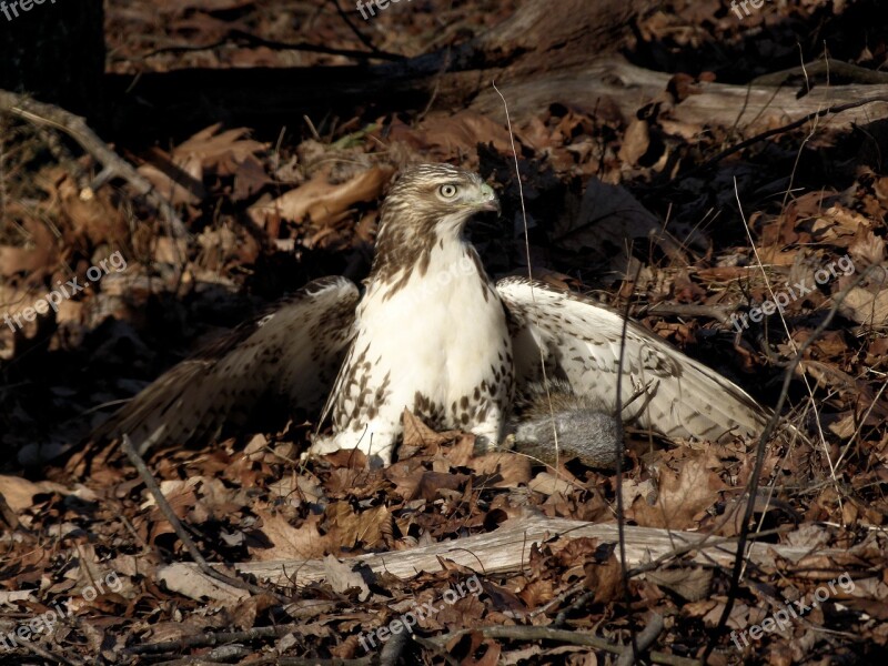 Hawk Prey Hunt Squirrel Hunting