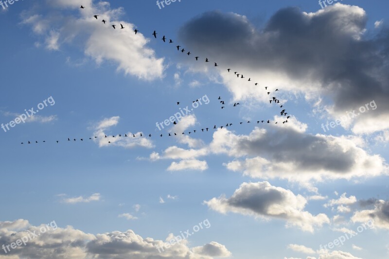 Geese Goose Bird Animal Birds