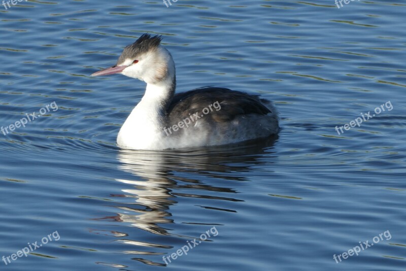 Grebe Ditch Water Breeding Season Down Feathers