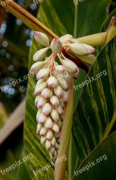 Ginger Plant Garden Bloom Flower