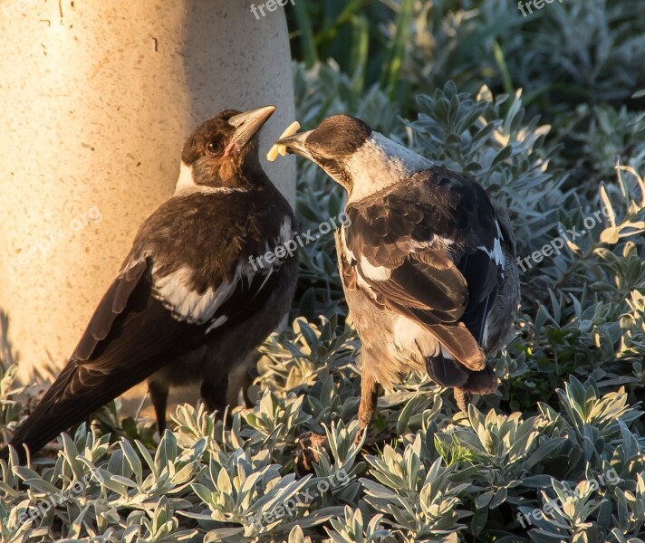 Magpies Australian Magpies Cracticus Tibicen Mother Chick