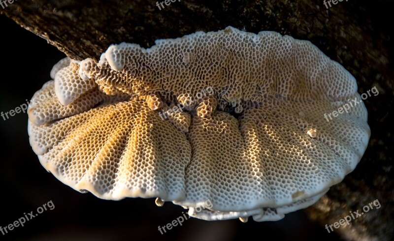 Fungus Cream Brown Mushroom Honeycomb