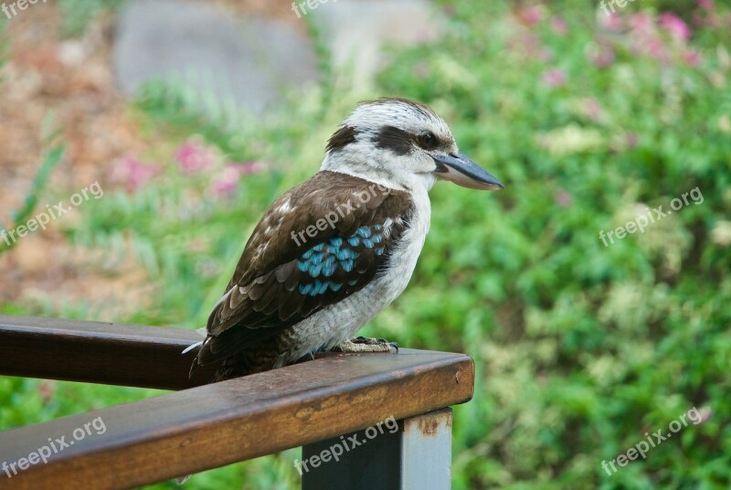 Kookaburra Australia Bird Resting Blue Wing