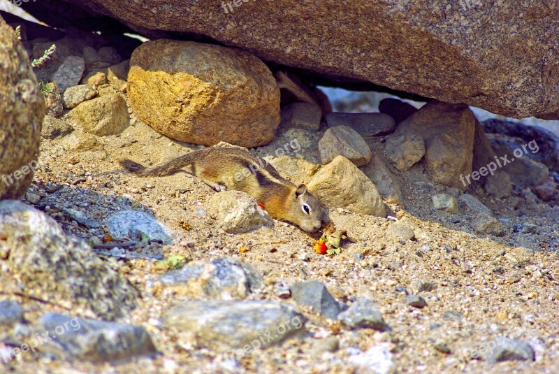 Ground Squirrel At Alluvial Fan Ground Squirrel Golden Mantled