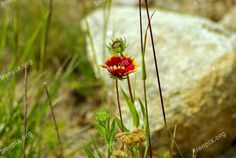 Colorado Blanket Flower Gaillardia Asteraceae Sunflower Blanket