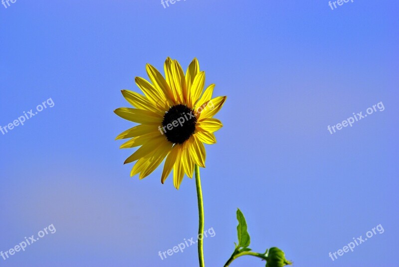 Sunflower At Canton Lake Sunflower Flower Yellow Bloom