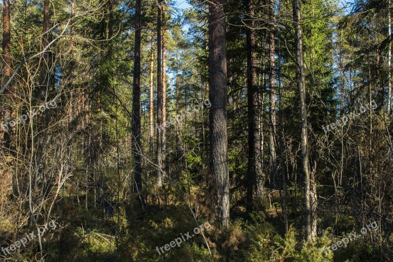 Forest Dense Forest Nature Trees Woods