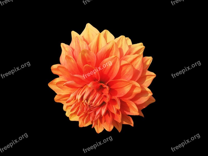 Dahlia Dahlias Asteraceae Orange Dahlia Red Dahlia