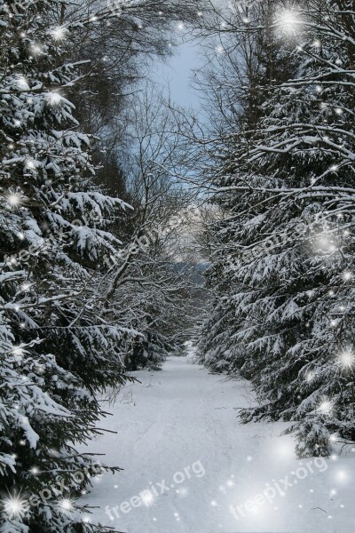 Winter Forest Greeting Card Snow Winter Forest